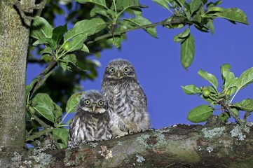 Little Owl, athene noctua, Young standing on Branch, Normandy