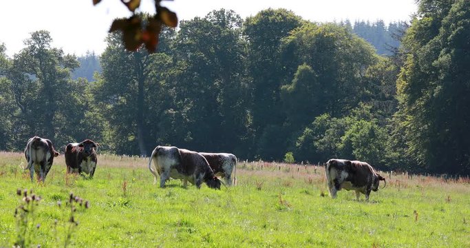 English longhorn cattle herd, Bos primigenius, grazing on farmland during a sunny summers day.