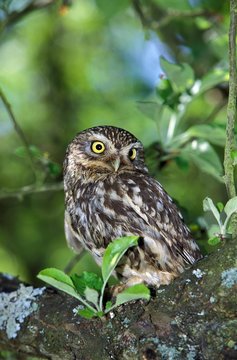 Little Owl, athene noctua, Normandy