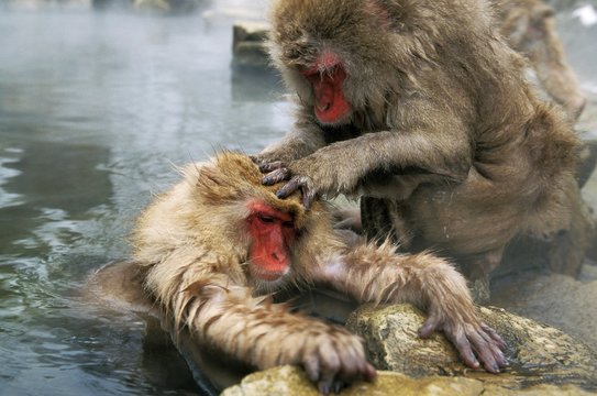 Japanese Macaque, macaca fuscata, Grooming in Hot Spring Water, Hokkaido Island in Japan