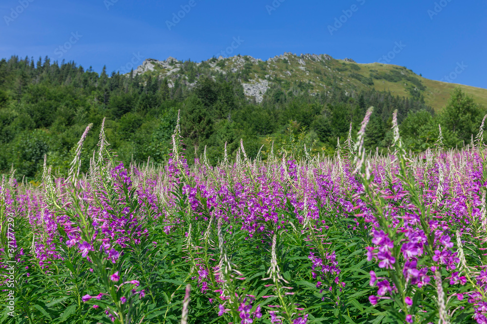 Wall mural Flowering thickets Rosebay Willowherb (Chamerion angustifolium) on the background of the Carpathian mountains. Mountains and forest on a sunny summer day. Ukrainian Carpathians 