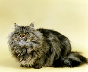 Naklejka na ściany i meble Brown Tabby Persian Domestic Cat