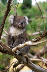 Koala, phascolarctos cinereus