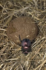 Dung Beetle rolling Dung Ball, Kenya