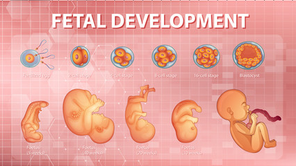 Stages human embryonic development