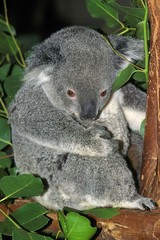 Fototapeta premium Koala, phascolarctos cinereus