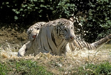 White Tiger, panthera tigris, Adults Fighting in Water