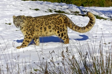 Snow Leopard or Ounce, uncia uncia, Standing in Snow