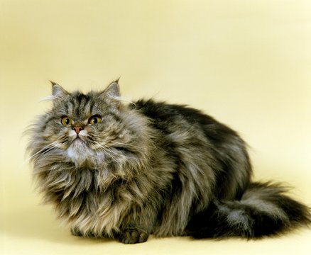 Brown Tabby Persian Domestic Cat