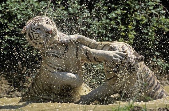White Tiger, panthera tigris, Adults Fighting in Water