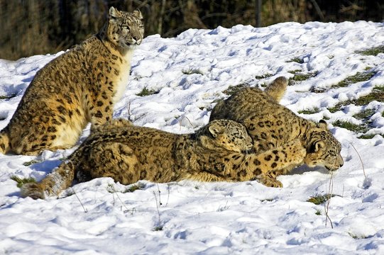 Snow Leopard or Ounce, uncia uncia, Mother and Old Cub Standing in Snow