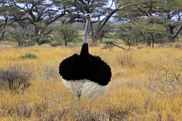 Ostrich, struthio camelus, Male in Courtship display, Masai Mara Park in Kenya