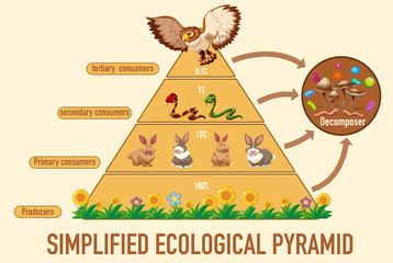 Science simplified ecological pyramid