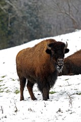 American Bison, bison bison, standing on Snow, Yellowstone Park in Wyoming