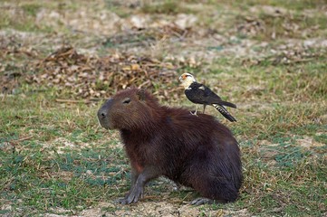 Yellow-headed caracara, milvago chimachima and Capybara, hydrochoerus hydrochaeris , Los Lianos in Venezuela