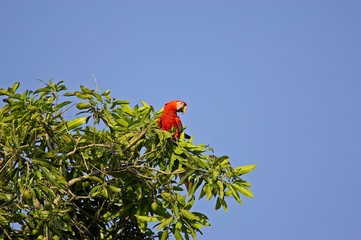 Scarlet Macaw, ara macao, standing on Mango Tree, Los Lianos in Venezuela