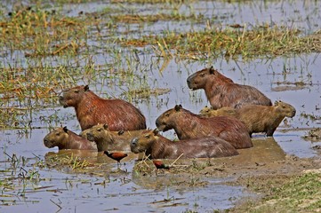 Wattled Jacana and Capybara, hydrochoerus hydrochaeris, standing in Swamp, Los Lianos in Venezuela