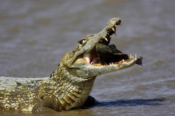 Spectacled Caiman, caiman crocodilus, with a Fish in its Mouth, Los Lianos in Venezuela