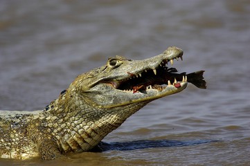 Spectacled Caiman, caiman crocodilus, with a Fish in its Mouth, Los Lianos in Venezuela