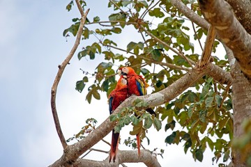 Scarlet Macaw, ara macao, Pair, Los Lianos in Venezuela © slowmotiongli
