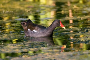 Common Moorhen or European Moorhen, gallinula chloropus, Pond in Normandy