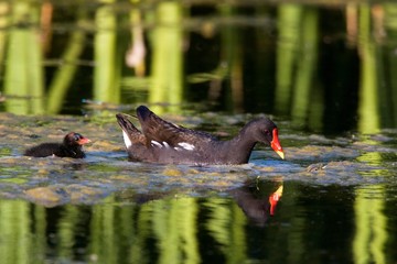 Common Moorhen or European Moorhen, gallinula chloropus, Adult and Chick, Pond in Normandy © slowmotiongli