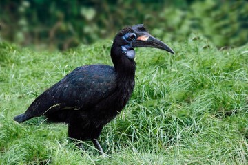 Ground Hornbill or Northern Ground Hornbill, bucorvus abyssinicus, Female