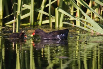 Common Moorhen or European Moorhen, gallinula chloropus, Adult and Chick, Pond in Normandy