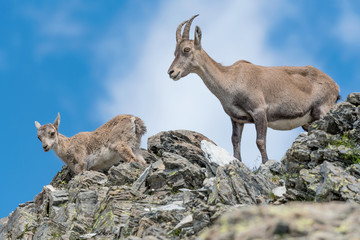 Mother and son, portrait of Ibexes mountains (Capra ibex)