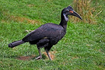 Ground Hornbill or Northern Ground Hornbill, bucorvus abyssinicus, Female
