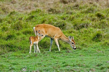 White-Tailed Deer, odocoileus virginianus, Mother and Fawn