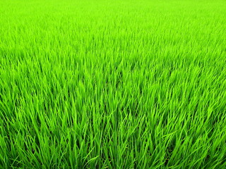 生育順調な青田風景