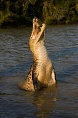 Spectacled Caiman, caiman crocodilus, Leaping out of River, Los Lianos in Venezuela
