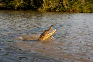 Spectacled Caiman, caiman crocodilus, Head emerging from River, Los Lianos in Venezuela