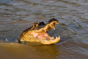 Spectacled Caiman, caiman crocodilus, Head emerging from River, Los Lianos in Venezuela