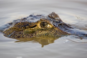 Spectacled Caiman, caiman crocodilus, Head emerging from Water, Los Lianos in Venezuela