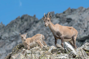 Naklejka na ściany i meble Alpine ibexes with mountains peaks on background (Capra ibex)