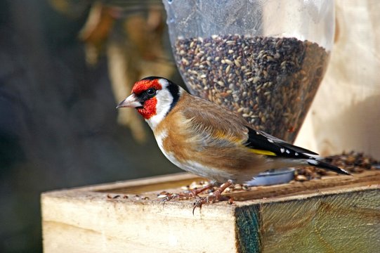 Goldfinch, carduelis carduelis, standing at Trough, Winter in Normandy