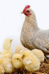 Barbu d'Uccle Domestic Chicken, a Breed from Belgium, Hen and Chicks