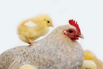 Barbu d'Uccle Domestic Chicken, a Breed from Belgium, Hen and Chicks