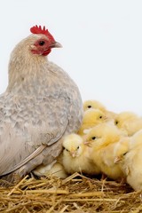 Barbu d'Uccle Domestic Chicken, a Breed from Belgium, Hen and Chicks