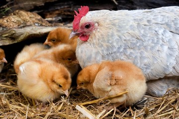 Barbu d'Uccle Domestic Chicken, a Breed from Belgium, Hen and Chicks