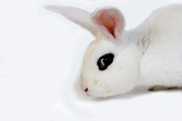 Hotot Domestic Rabit against White Background, Breed from Normandy