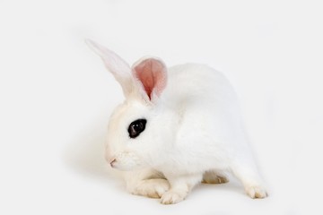 Hotot Domestic Rabit against White Background, Breed from Normandy