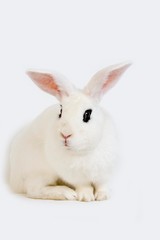 Hotot Domestic Rabit against White Background, Breed from Normandy