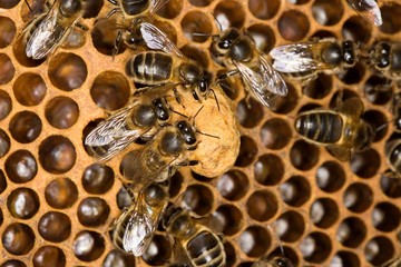 Honey Bee, apis mellifera, Worker looking after Larvae on Brood Comb, Bee Hive in Normandy