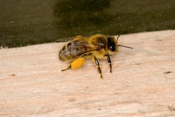 Honey Bee, apis mellifera, Adult with Pollen Baskets, Bee Hive in Normandy