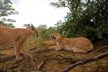 Caracal, caracal caracal, Defensive Posture, Namibia