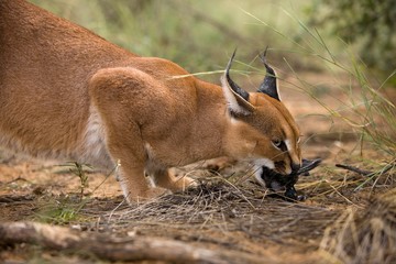 Caracal, caracal caracal, Eating a Cape glossy starling, Namibia