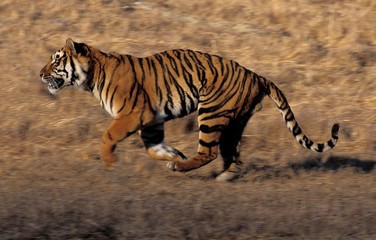 Fototapeta na wymiar Bengal Tiger, panthera tigris tigris, Adult running